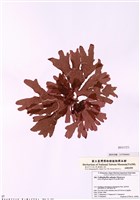 藏品(貼生美葉藻)的圖片